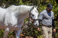 Tapit, Gainesway Farm