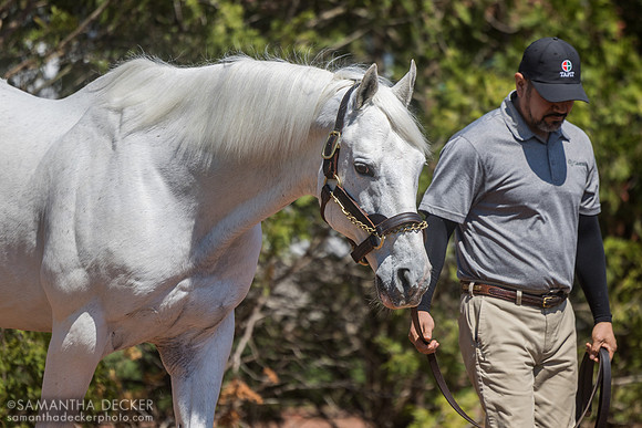 Tapit, Gainesway Farm