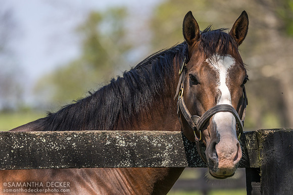 Maximus Mischief, Spendthrift Farm, 2026