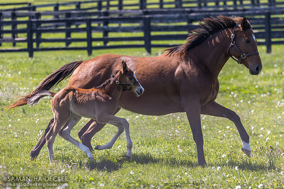 Acquitted and her 2026 Cyberknife colt, Spendthrift Farm