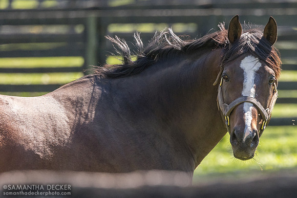 Thousand Words, Spendthrift Farm, 2026