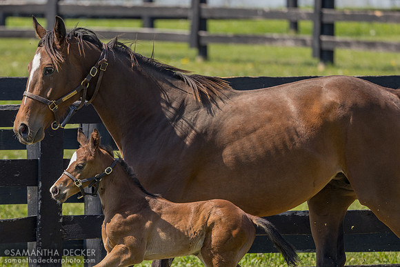 and her 2026 Cyberknife colt, Spendthrift Farm