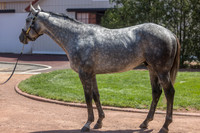 Seize the Grey, Gainesway Farm