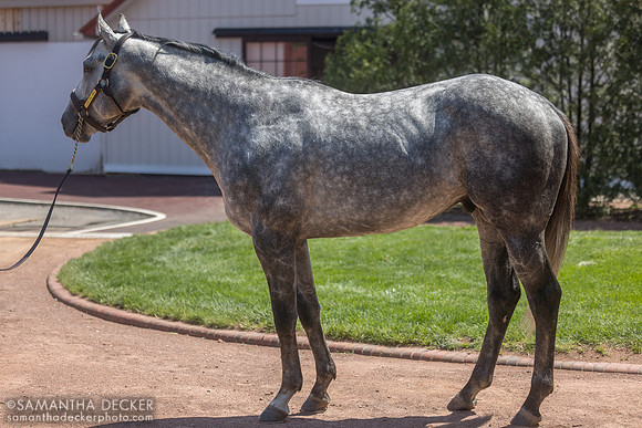 Seize the Grey, Gainesway Farm