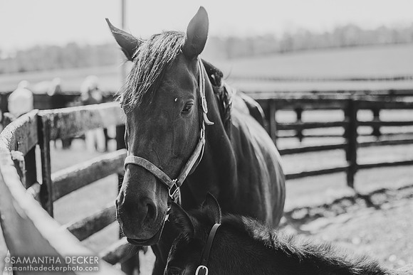 Vequist and her Vekoma filly, Spendthrift Farm, 2026