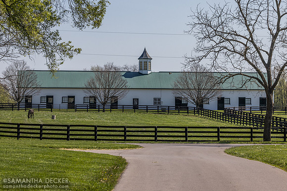 Yearling barn, Spendthrift Farm, 2026