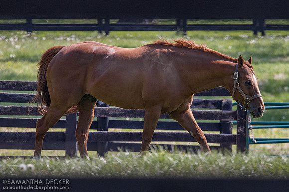 Vino Rosso, Spendthrift Farm, 2026