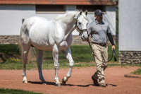 Tapit, Gainesway Farm