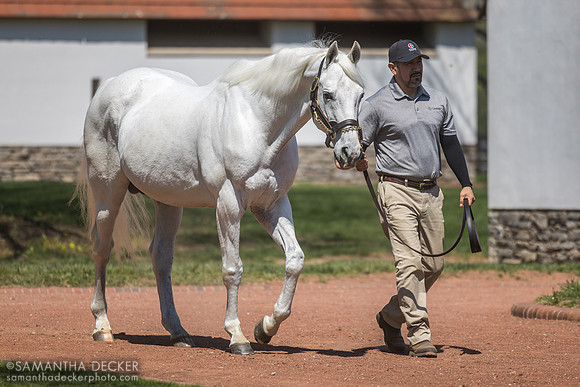 Tapit, Gainesway Farm