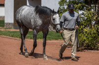 Seize the Grey, Gainesway Farm