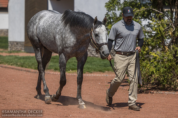 Seize the Grey, Gainesway Farm