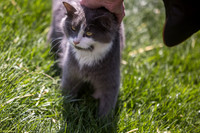 El Gato, Gainesway Farm