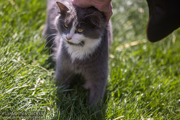 El Gato, Gainesway Farm