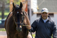 McKinzie, Gainesway Farm