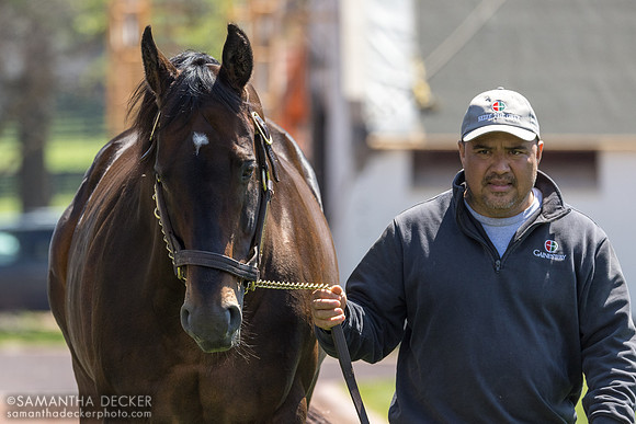 McKinzie, Gainesway Farm