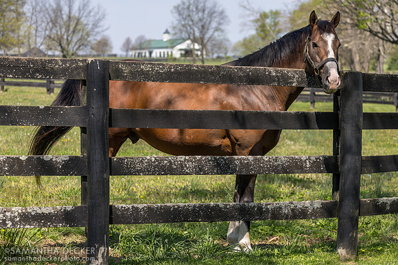 Maximus Mischief, Spendthrift Farm, 2026