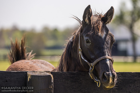 Yearling, Spendthrift Farm, 2026