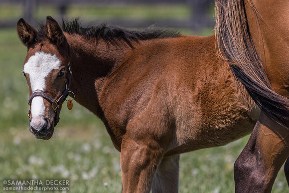 2026 Kingsbarns - Wren colt, Spendthrift Farm