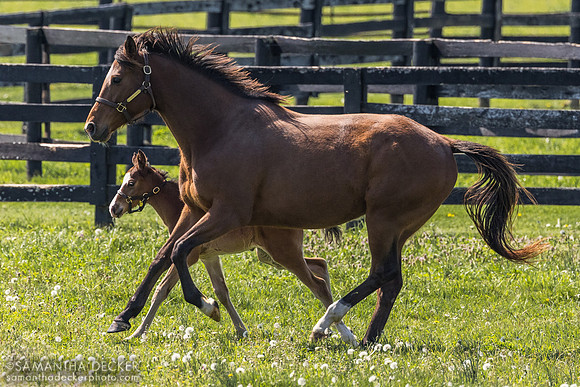 Acquitted and her 2026 Cyberknife colt, Spendthrift Farm