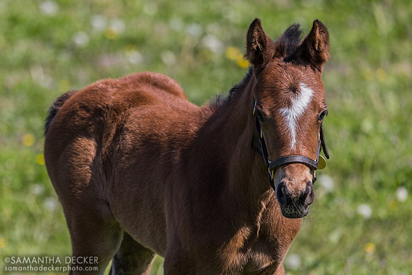 2026 Vekoma - Show and Tell filly, Spendthrift Farm