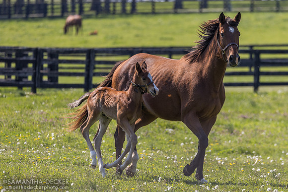 Acquitted and her 2026 Cyberknife colt, Spendthrift Farm