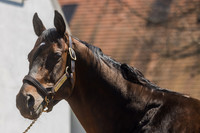 McKinzie, Gainesway Farm