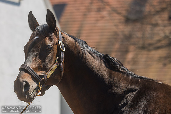 McKinzie, Gainesway Farm