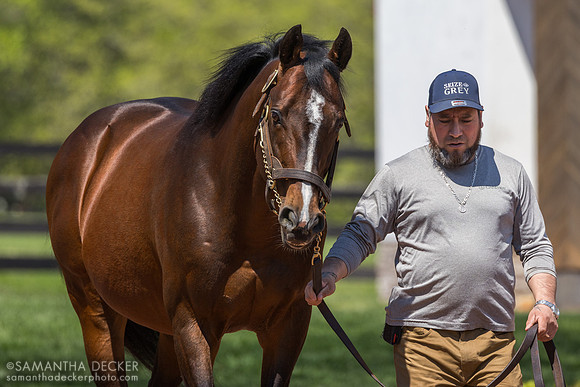 Karakontie, Gainesway Farm