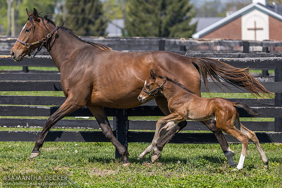 Marula and her 2026 Cyberknife colt, Spendthrift Farm