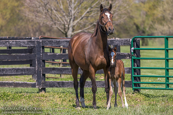 Marula and her 2026 Cyberknife colt, Spendthrift Farm