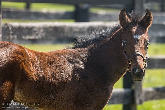 2026 Vekoma - Mother Mother colt, half brother to Tommy Jo, Spendthrift Farm