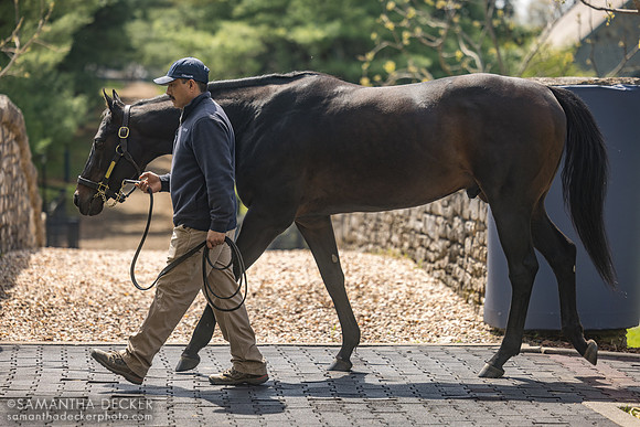 Gunite, Coolmore at Ashford Stud, 2026