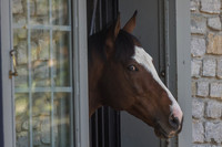 Tiz the Law, Coolmore at Ashford Stud, 2026