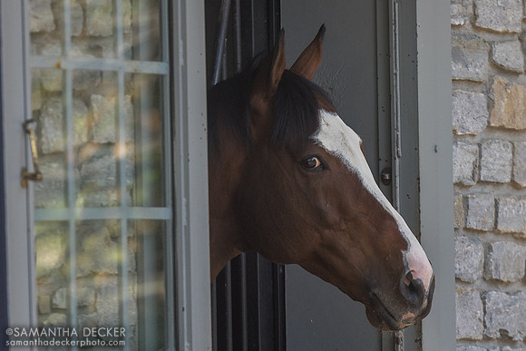 Tiz the Law, Coolmore at Ashford Stud, 2026