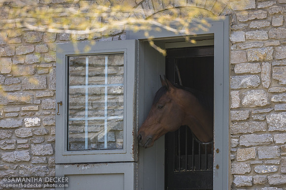 Golden Pal, Coolmore at Ashford Stud, 2026
