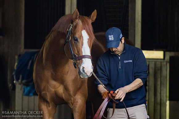 Justify, Coolmore at Ashford Stud, 2026