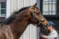 Karakontie, Gainesway Farm