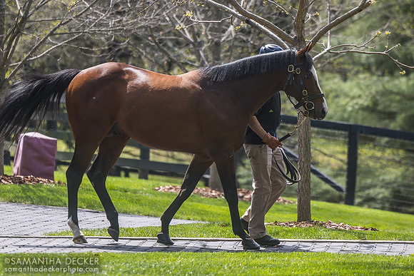 Tiz the Law, Coolmore at Ashford Stud, Versailles, KY, 2026