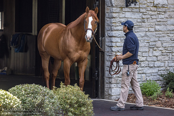 Justify, Coolmore at Ashford Stud, 2026