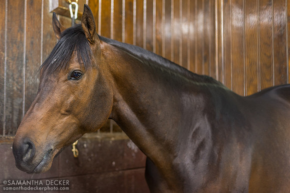 Sierra Leone, Coolmore at Ashford Stud, 2026