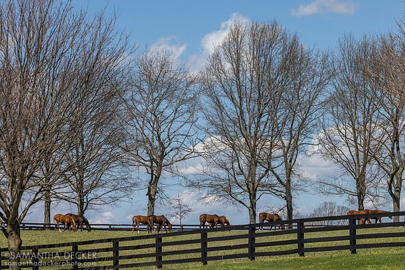 Mill Ridge Farm, Lexington, KY
