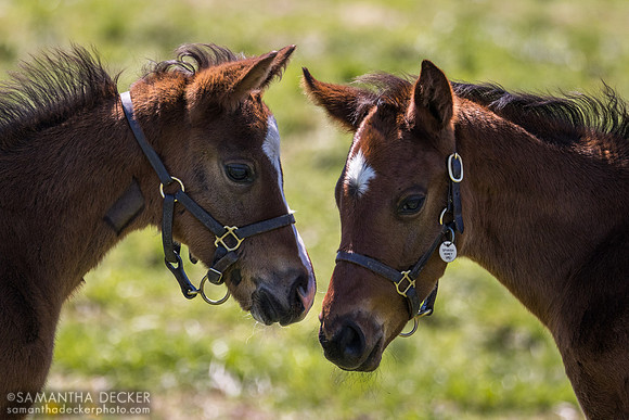 Mill Ridge Farm, Lexington, KY