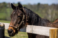 Shop Again, second dam of Seize the Grey, Mill Ridge Farm, Lexington, KY