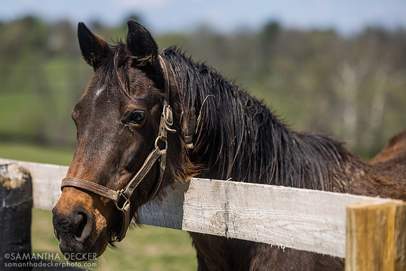 Shop Again, second dam of Seize the Grey, Mill Ridge Farm, Lexington, KY