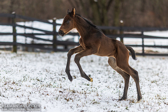 2023 Independence Hall Colt Out of Seascape at Mahoney Eden Manor