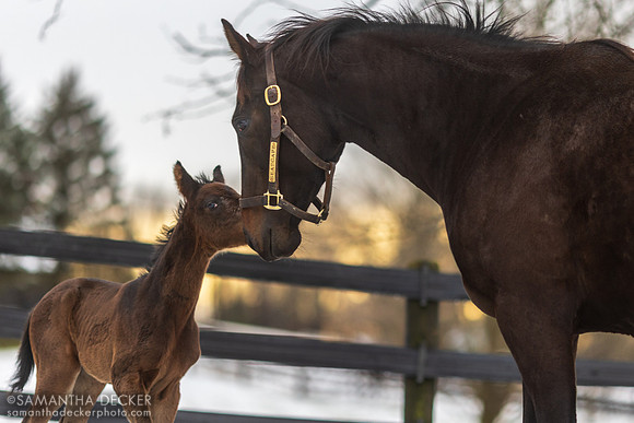 Seascape and Her 2023 Independence Hall Colt at Mahoney Eden Manor