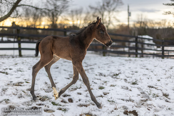 2023 Independence Hall Colt Out of Seascape at Mahoney Eden Manor