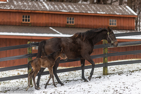 Seascape and Her 2023 Independence Hall Colt at Mahoney Eden Manor