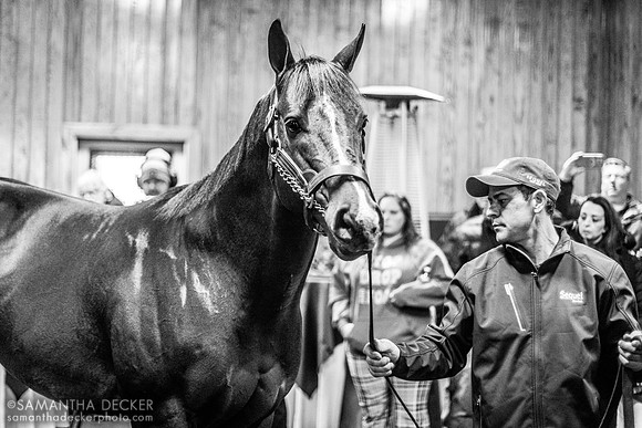 Honest Mischief at Sequel Stallions, Hudson, NY