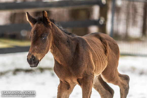 2023 Independence Hall Colt Out of Seascape at Mahoney Eden Manor